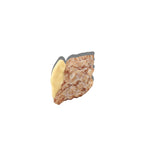 TULIP CONCH SHELL CLAW BEIGE HAIR CLIP