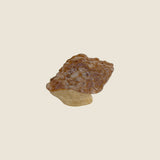 TULIP CONCH SHELL CLAW BEIGE HAIR CLIP