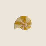 SPIRAL SHELL CLAW CREAM  HAIR CLIP