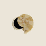 SPIRAL SHELL COMPACT MIRROR BEIGE