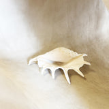 THE HIGH NATURAL VACCHETA CLOG